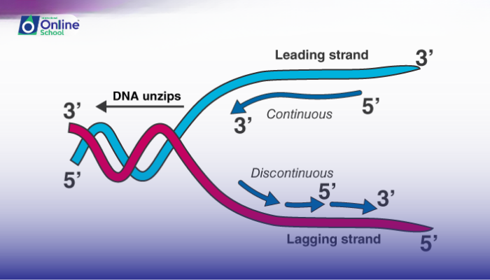Lesson 08: Narration of Meselson and Stahl's Work on Semi-conservative DNA Replication